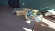 内蔵人形のウミガメぬいぐるみ